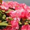 Morgenrot -  różanecznik jakuszimański - Morgenrot - Rhododendron yakushimanum