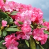 Morgenrot -  różanecznik jakuszimański - Morgenrot - Rhododendron yakushimanum