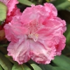Morgenrot -  różanecznik jakuszimański - Morgenrot - Rhododendron yakushimanum