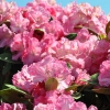 Morgenrot -  różanecznik jakuszimański - Morgenrot - Rhododendron yakushimanum