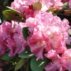 Morgenrot -  różanecznik jakuszimański - Morgenrot - Rhododendron yakushimanum