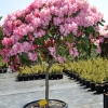 Morgenrot -  różanecznik jakuszimański - Morgenrot - Rhododendron yakushimanum