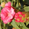 Tina Heinje - różanecznik jakuszimański - Tina Heinje - Rhododendron yakushimanum