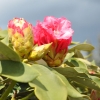 Tina Heinje - różanecznik jakuszimański - Tina Heinje - Rhododendron yakushimanum