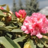 Tina Heinje - różanecznik jakuszimański - Tina Heinje - Rhododendron yakushimanum