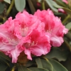 Tina Heinje - różanecznik jakuszimański - Tina Heinje - Rhododendron yakushimanum
