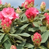 Tina Heinje - różanecznik jakuszimański - Tina Heinje - Rhododendron yakushimanum