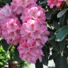 Tina Heinje - różanecznik jakuszimański - Tina Heinje - Rhododendron yakushimanum