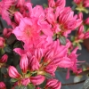 Katja - Japanese Azalea - Katja - Rhododendron; Azalea japonica