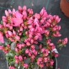 Katja - Azalia japońska - Katja - Rhododendron; Azalea japonica