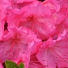 Katja - Japanische Azalee - Katja - Rhododendron; Azalea japonica