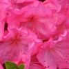 Katja - Azalia japońska - Katja - Rhododendron; Azalea japonica