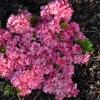 Rokoko - Japanese Azalea - Rokoko - Rhododendron; Azalea japonica; Rhododendron  Hachmann's Rokoko