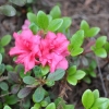 Rokoko - Japanese Azalea - Rokoko - Rhododendron; Azalea japonica; Rhododendron  Hachmann's Rokoko