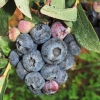 Bonifacy - borówka amerykańska - Bonifacy - Vaccinium corymbosum