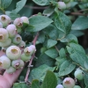 Jorma PBR - borówka półwysoka - Jorma PBR - Vaccinium  angustifolium x Vaccinium corymbosum