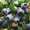 Hardyblue - Heidelbeere - Hardyblue - Vaccinium corymbosum