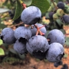 Hardyblue - Highbush blueberry - Hardyblue - Vaccinium corymbosum