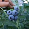 Draper - Blueberry under license - Draper - Vaccinium corymbosum