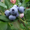 Draper - Blueberry under license - Draper - Vaccinium corymbosum