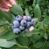 Draper - Blueberry under license - Draper - Vaccinium corymbosum