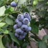 Northland - Half-high blueberry - Northland - Vaccinium angustifolium x Vaccinium corymbosum
