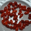 Lycium barbarum -Goji berry - Lycium barbarum