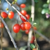 Lycium barbarum -Goji berry - Lycium barbarum