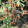 Lycium barbarum 'Korean Big' - Goji berry - Lycium barbarum 'Korean Big'