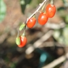 Lycium barbarum 'Big Berry' - Goji berry - Lycium barbarum 'Big Berry'