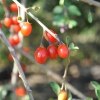 Lycium barbarum 'Big Berry' - Goji-Beere - Lycium barbarum 'Big Berry'