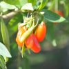 Lycium barbarum 'New Big' - Goji-Beere - Lycium barbarum 'New Big'