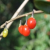 Lycium barbarum 'Sweet Berry' - Goji berry - Lycium barbarum 'Sweet Berry'