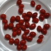 Lycium barbarum 'Sweet Berry' - Goji-Beere - Lycium barbarum 'Sweet Berry'