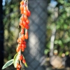 Lycium barbarum 'Korean Big' - Goji berry - Lycium barbarum 'Korean Big'