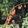 Lycium barbarum 'Korean Big' - Goji berry - Lycium barbarum 'Korean Big'