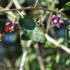 Lycium barbarum 'Big Berry' - Goji-Beere - Lycium barbarum 'Big Berry'