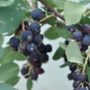 Amelanchier rotundifolia Helvetia - Ирга крупноцветковая - Amelanchier rotundifolia Helvetia