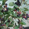 Amelanchier rotundifolia Helvetia - Ирга крупноцветковая - Amelanchier rotundifolia Helvetia