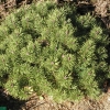 Pinus mugo 'Uncinata Compacta' - Сосна пиренейская - Pinus mugo 'Uncinata Compacta' ; Pinus uncinata