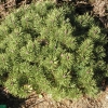 Pinus mugo 'Uncinata Compacta' - kosodrzewina - Pinus mugo 'Uncinata Compacta' ; Pinus uncinata