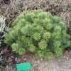 Pinus mugo 'Uncinata Compacta' - Mountain Pine - Pinus mugo 'Uncinata Compacta' ; Pinus uncinata