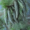Pinus xschwerinii 'Wiethorst' - Сосна Шверина - Pinus xschwerinii 'Wiethorst'