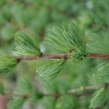 Larix kaempferi 'Blue Rabbit' - Japanese Larch - Larix kaempferi 'Blue Rabbit'