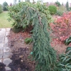 Picea abies 'Frohburg' - Eль обыкновенная - Picea abies 'Frohburg'