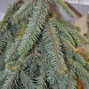 Picea abies 'Inversa' - Gemeine Fichte - Picea abies 'Inversa'