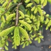 Picea orientalis 'Aurea' - Oriental Spruce - Picea orientalis 'Aurea'