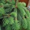 Picea abies 'Acrocona' - Norway spruce - Picea abies 'Acrocona'