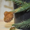 Picea abies 'Acrocona' - Norway spruce - Picea abies 'Acrocona'