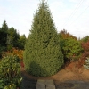 Picea schrenkiana - świerk Schrenka - Picea schrenkiana